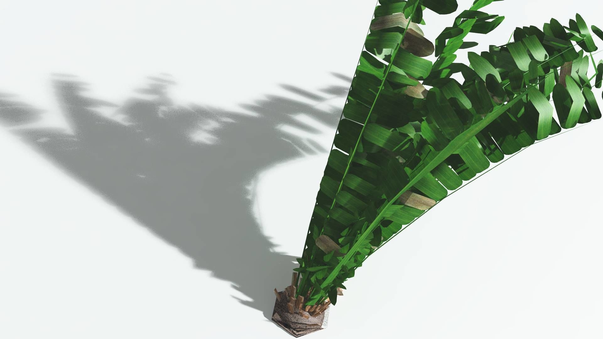 EVERYPlant Pseudoctnis Cycad LowPoly 4 --12 Models-- Low-poly 3D model_21