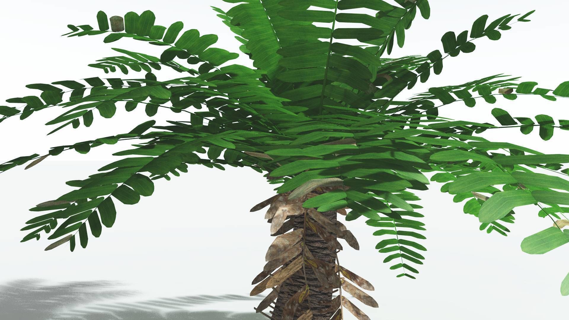 EVERYPlant Pseudoctnis Cycad LowPoly 4 --12 Models-- Low-poly 3D model_17