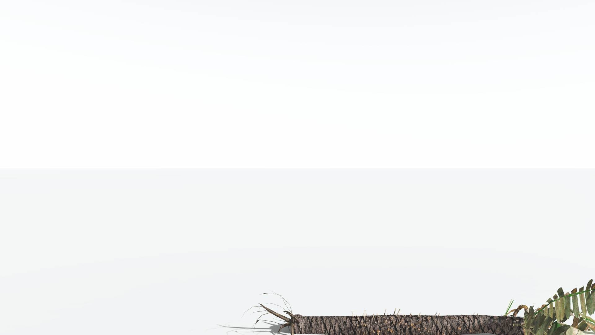 EVERYPlant Pseudoctnis Cycad LowPoly 4 --12 Models-- Low-poly 3D model_12