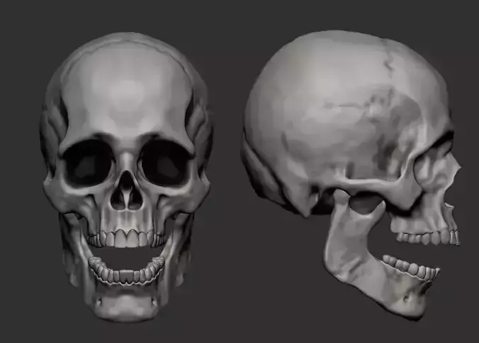 skull with different facial expressions 3D print model v2