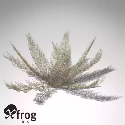 XfrogPlants Naked Basket Star