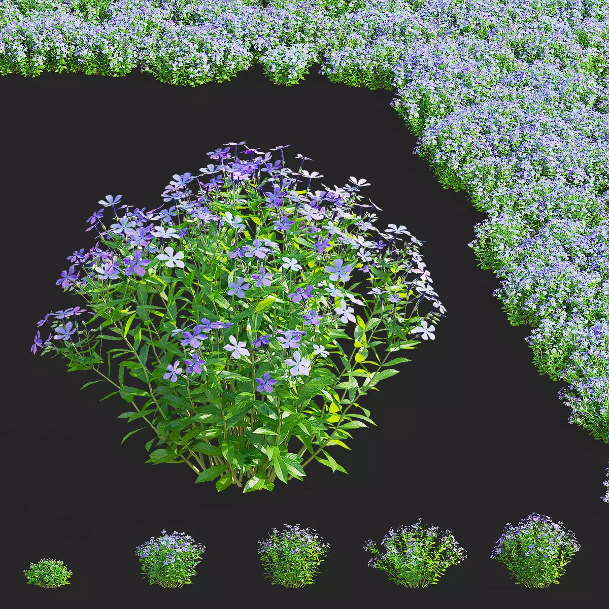 Phlox divaricata flower 3D model
