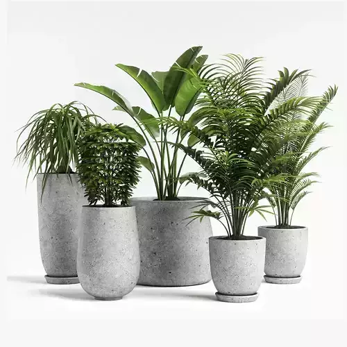 plants set 04