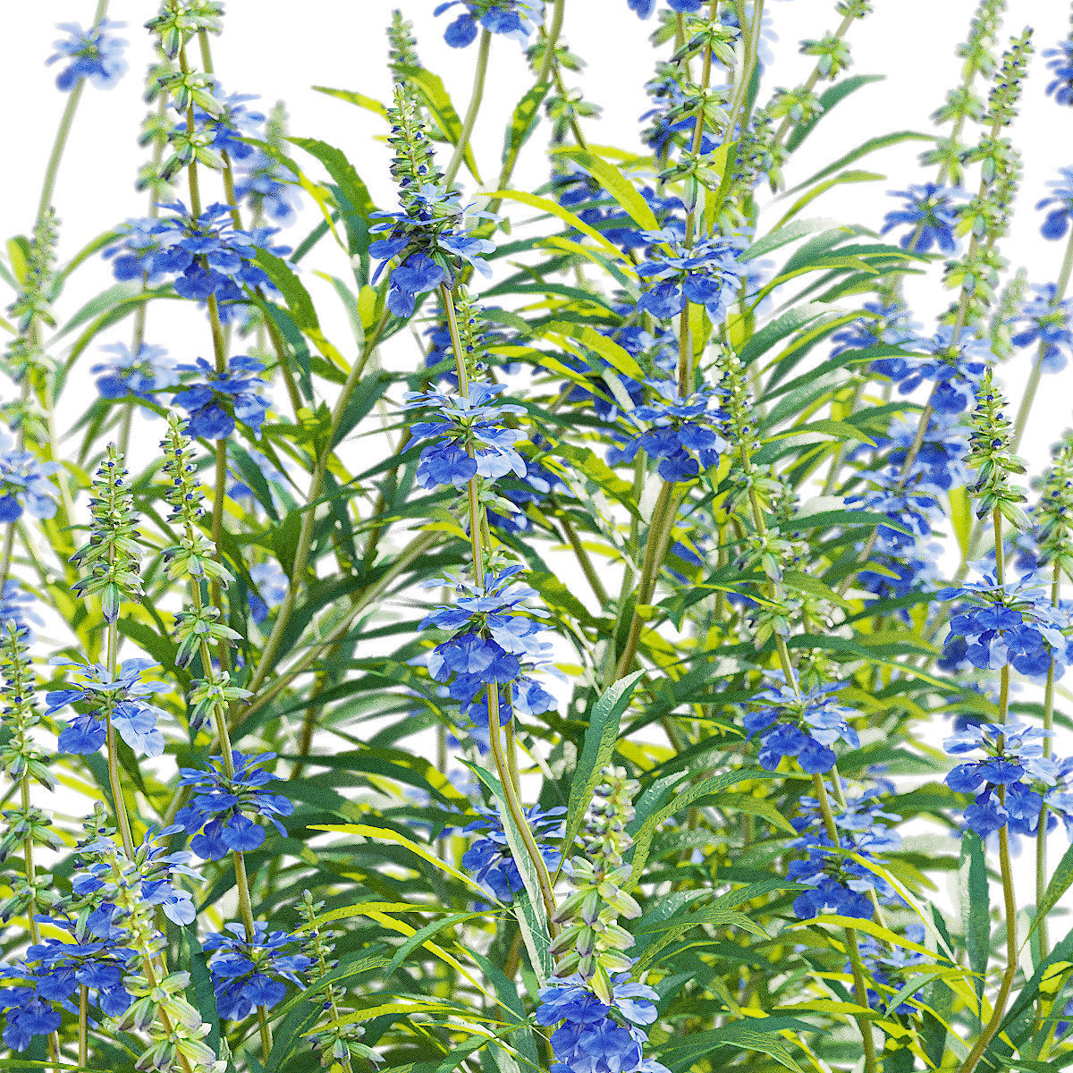 Salvia azurea flower 3D model_1