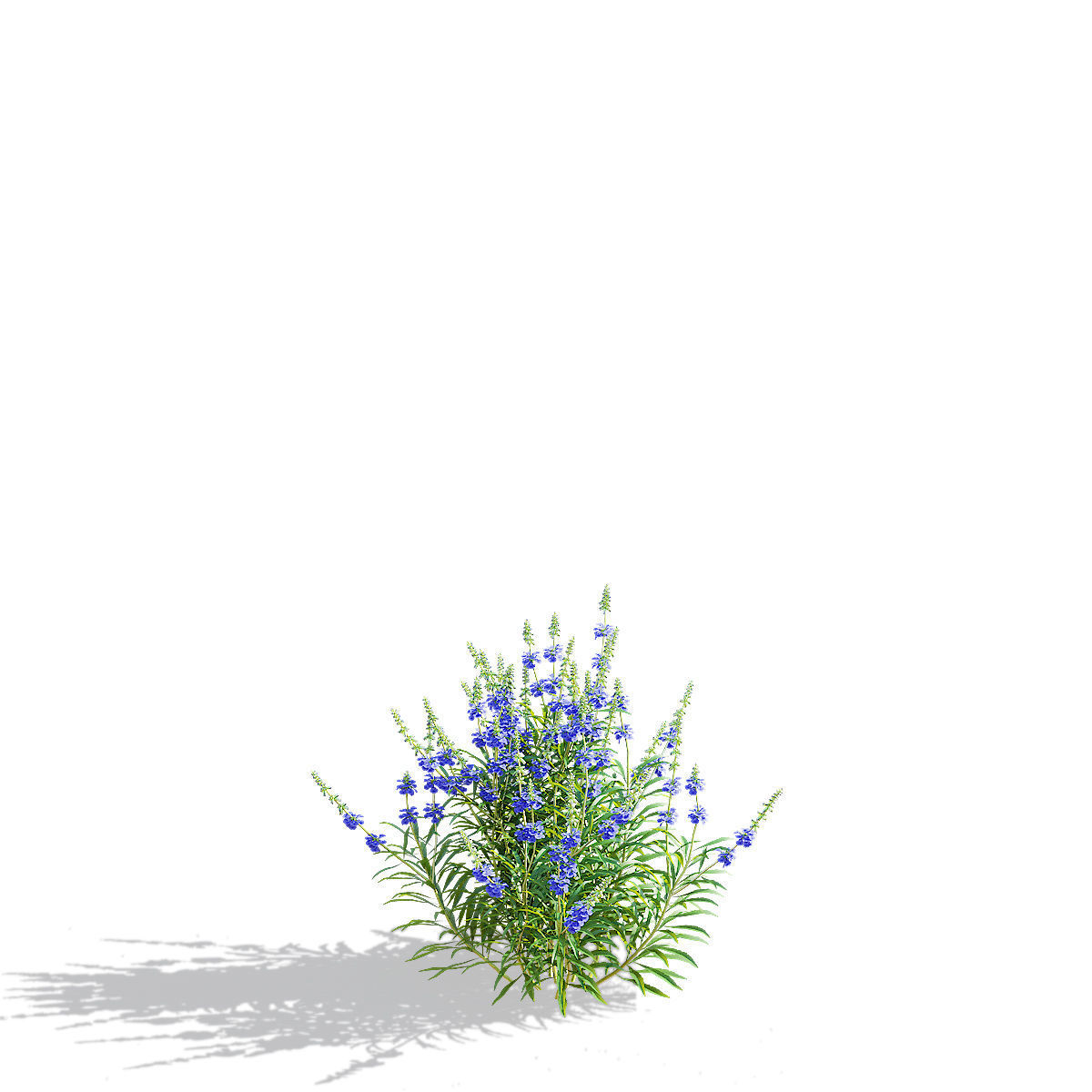 Salvia azurea flower 3D model_8