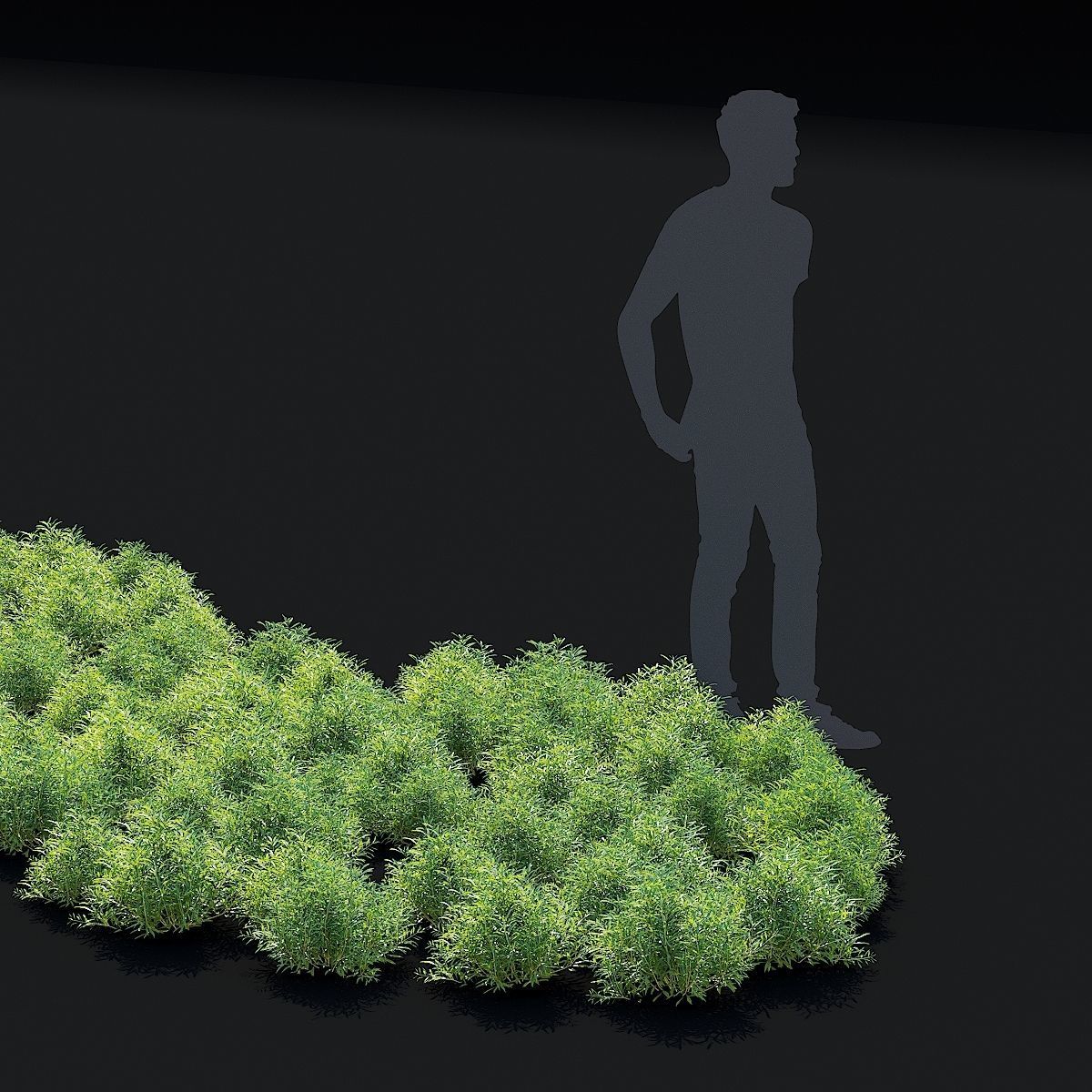 Salvia azurea flower 3D model_11