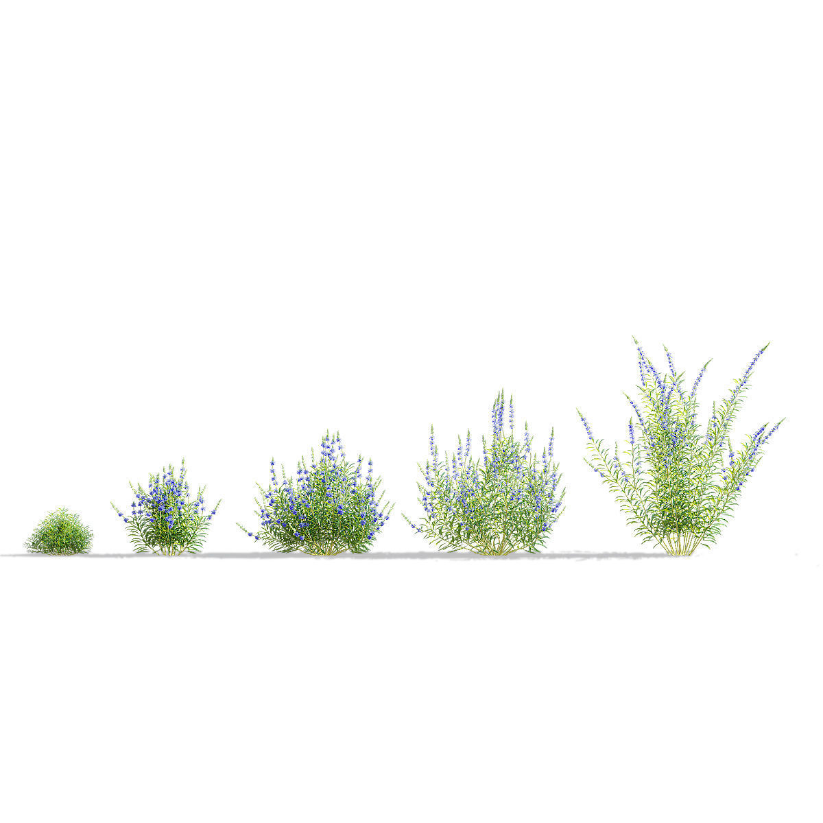 Salvia azurea flower 3D model_4