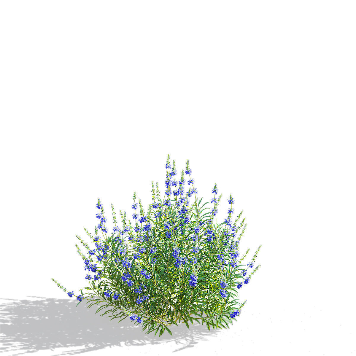 Salvia azurea flower 3D model_7