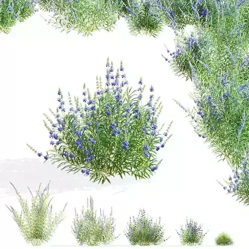 Salvia azurea flower 3D model