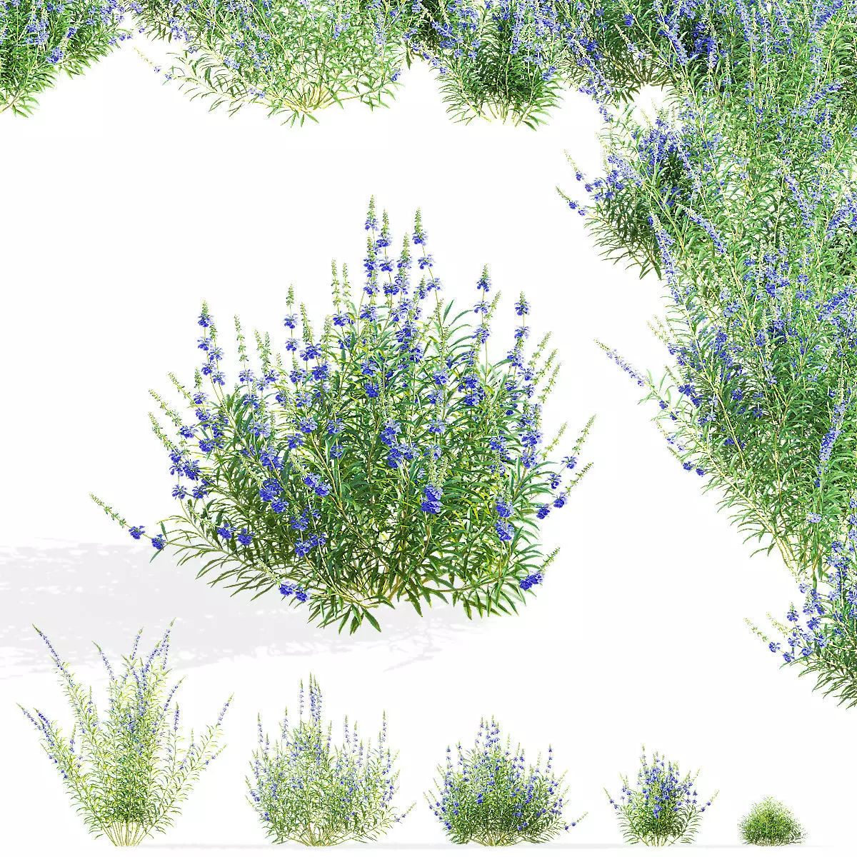 Salvia azurea flower 3D model_0