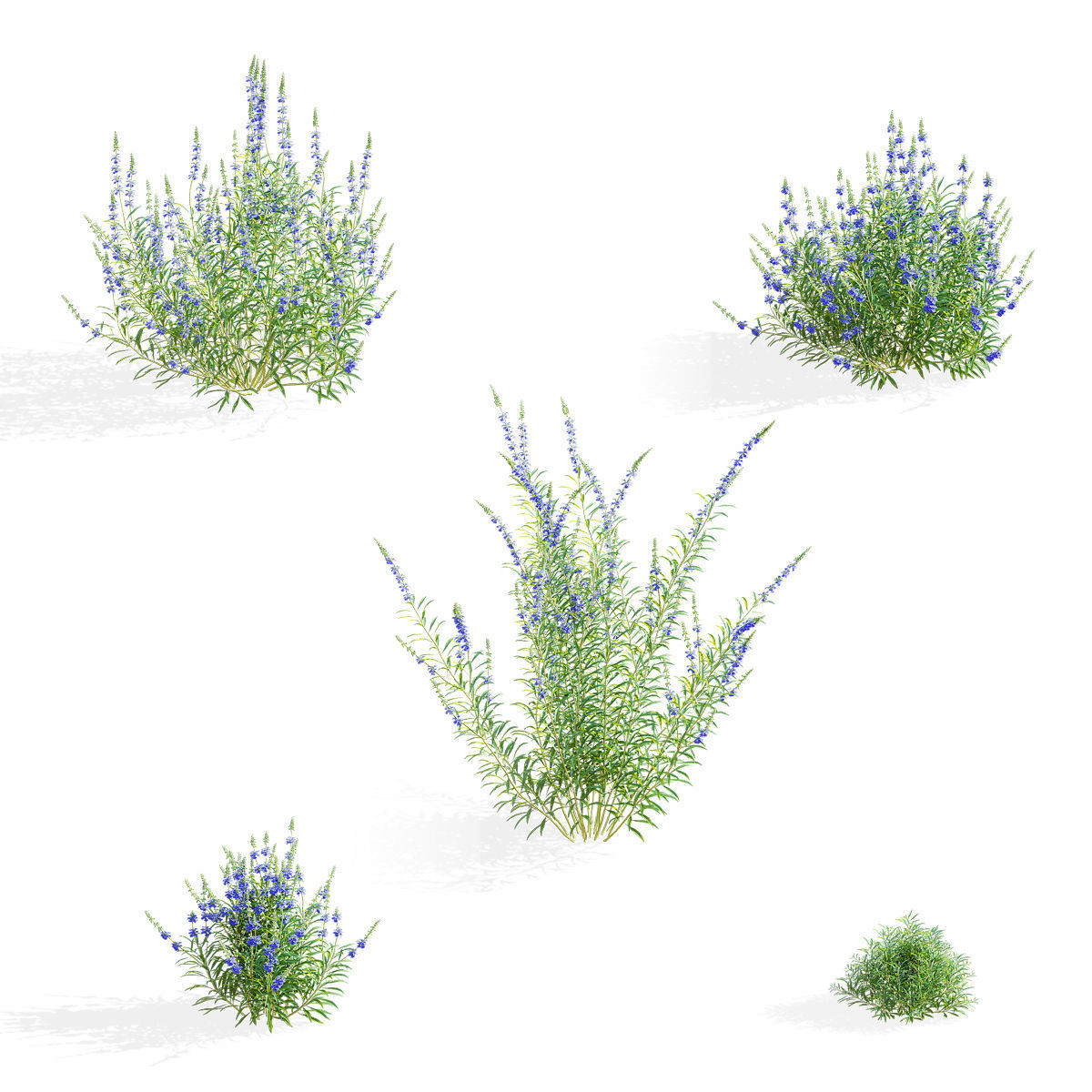 Salvia azurea flower 3D model_2