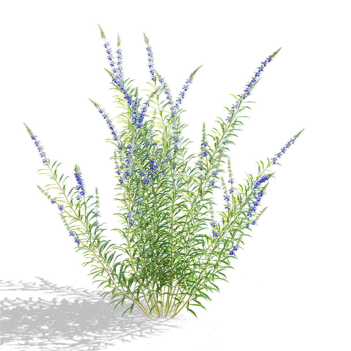 Salvia azurea flower 3D model_5