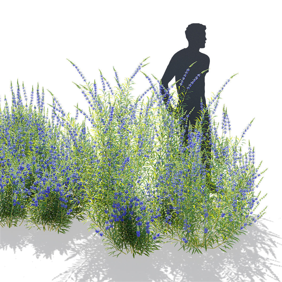 Salvia azurea flower 3D model_3