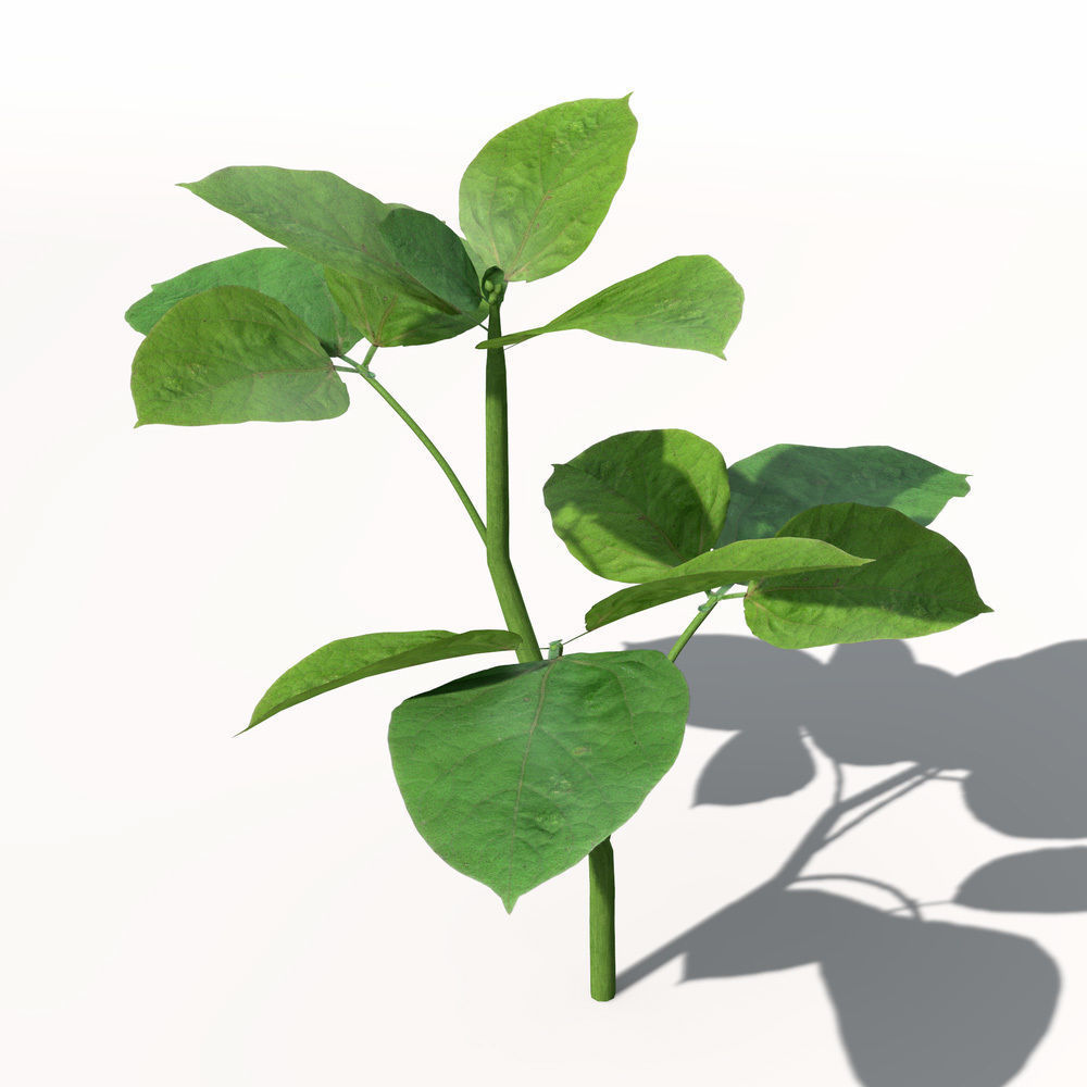 XfrogPlants Soybean 3D model_2