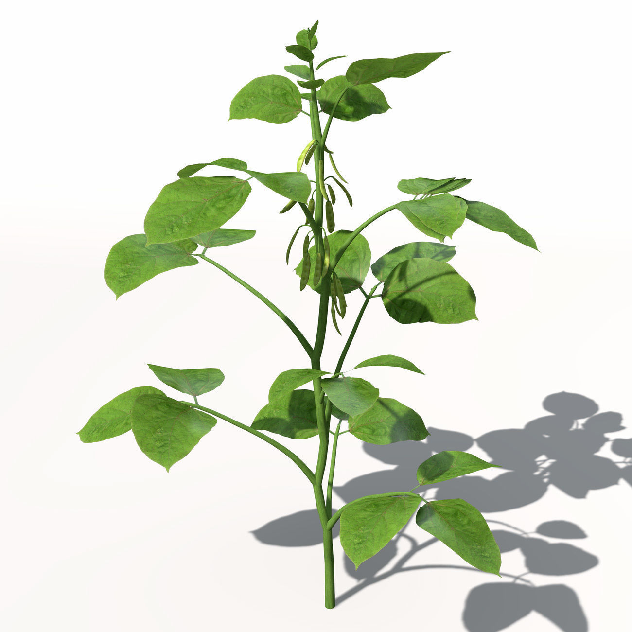 XfrogPlants Soybean 3D model_5