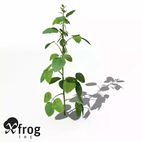 XfrogPlants Soybean 3D model