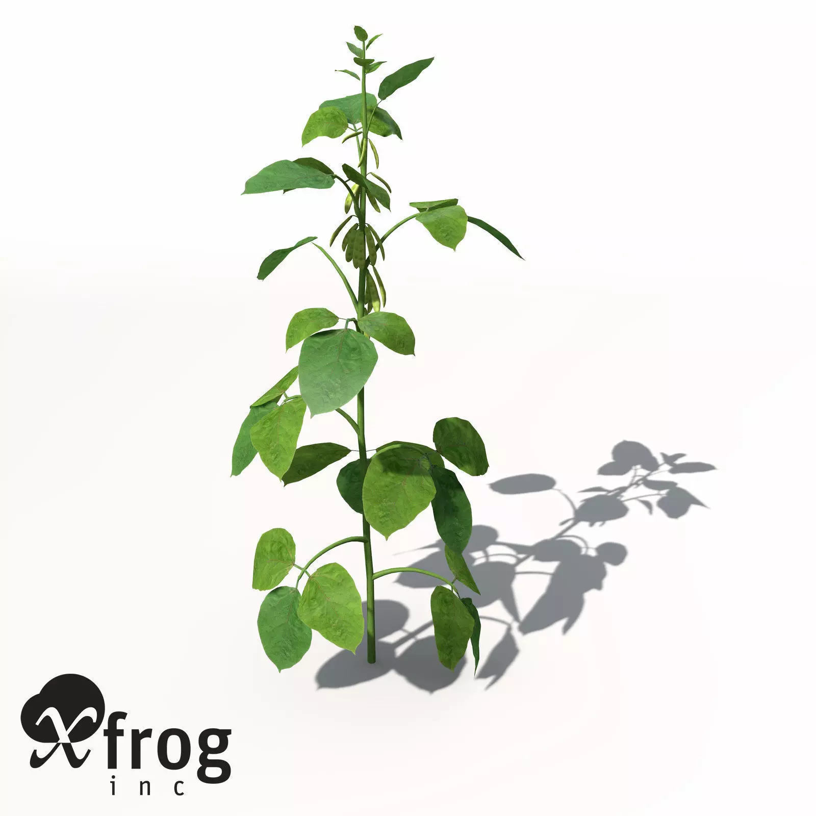 XfrogPlants Soybean 3D model_0