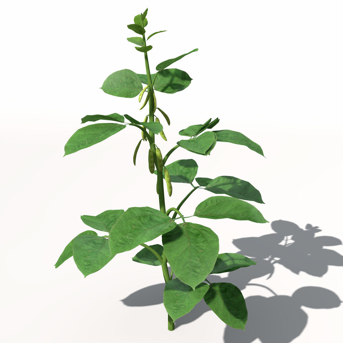 XfrogPlants Soybean 3D model_4