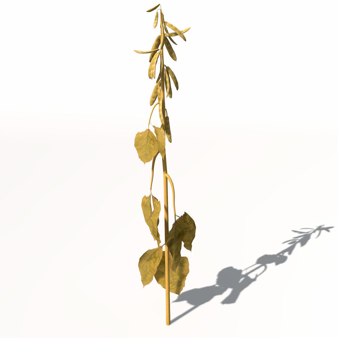 XfrogPlants Soybean 3D model_8