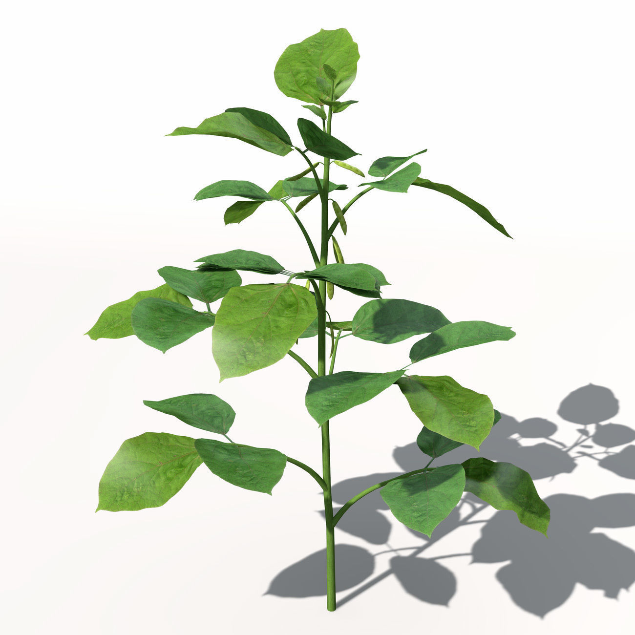 XfrogPlants Soybean 3D model_6