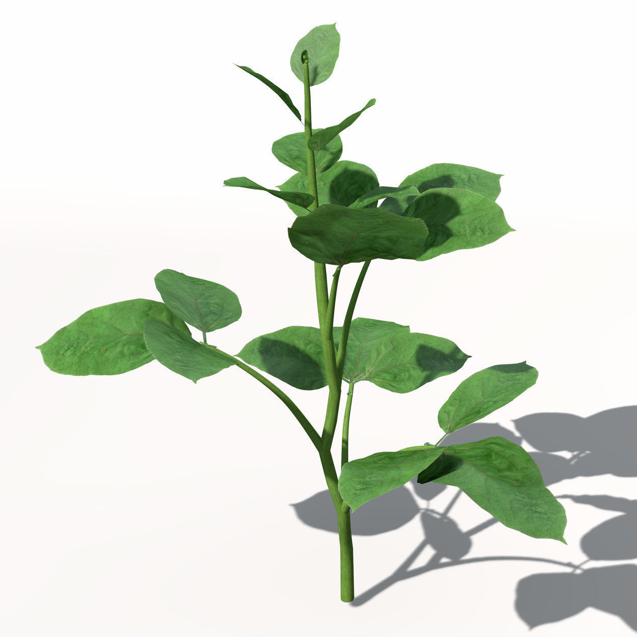 XfrogPlants Soybean 3D model_3