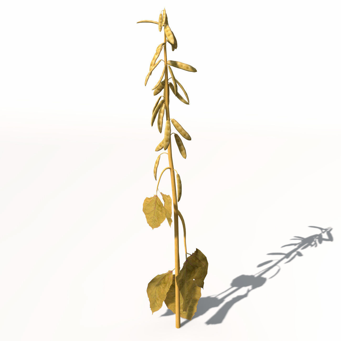 XfrogPlants Soybean 3D model_7