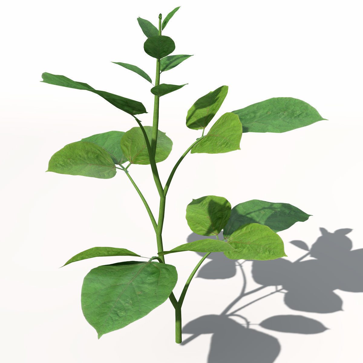 XfrogPlants Soybean 3D model_1