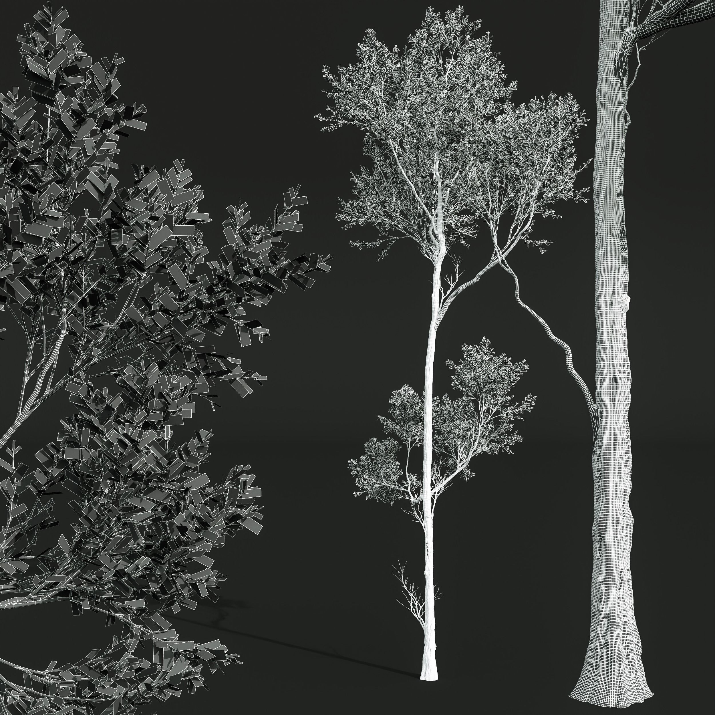 Acer Pseudoplatanus 3D model_5