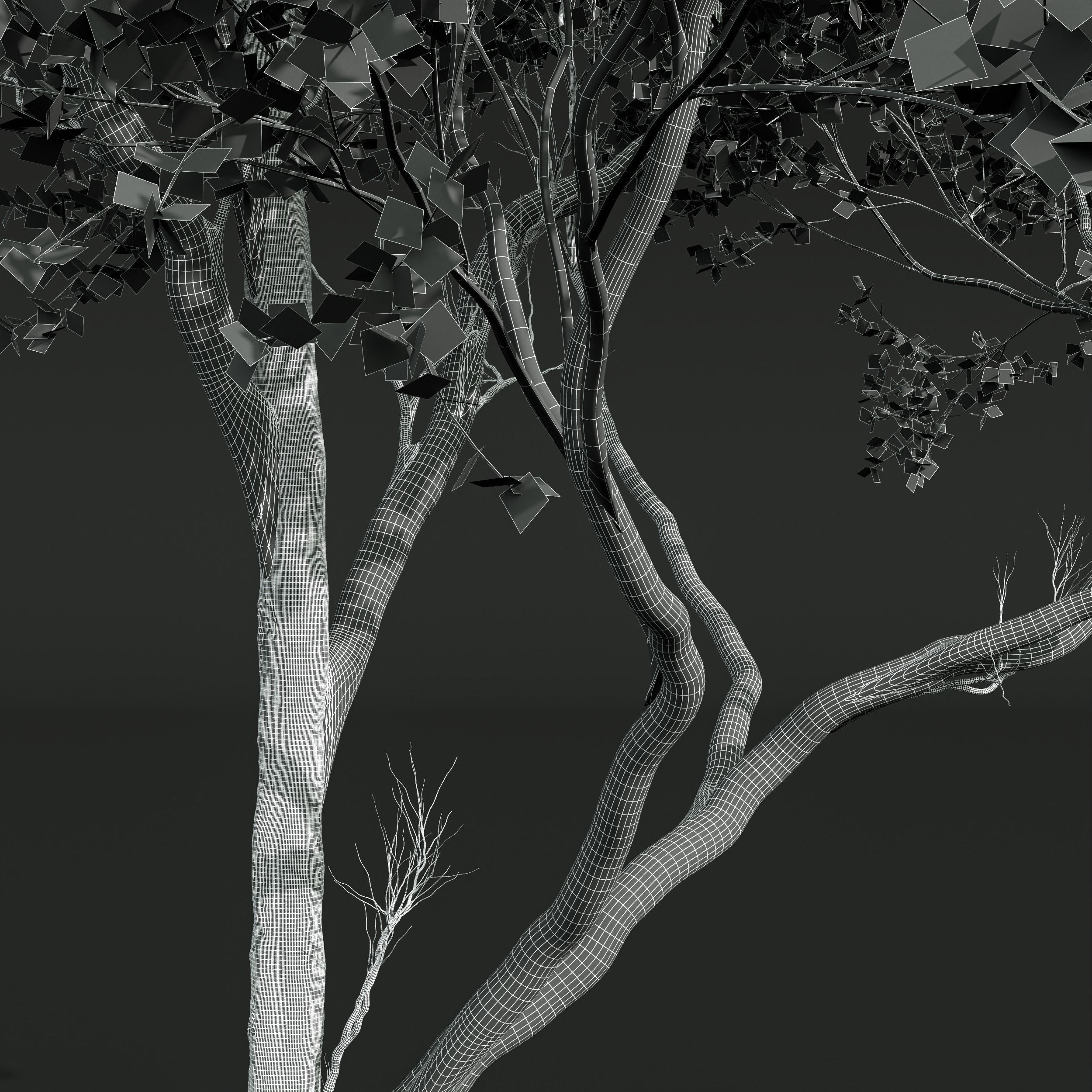 Acer Pseudoplatanus 3D model_6
