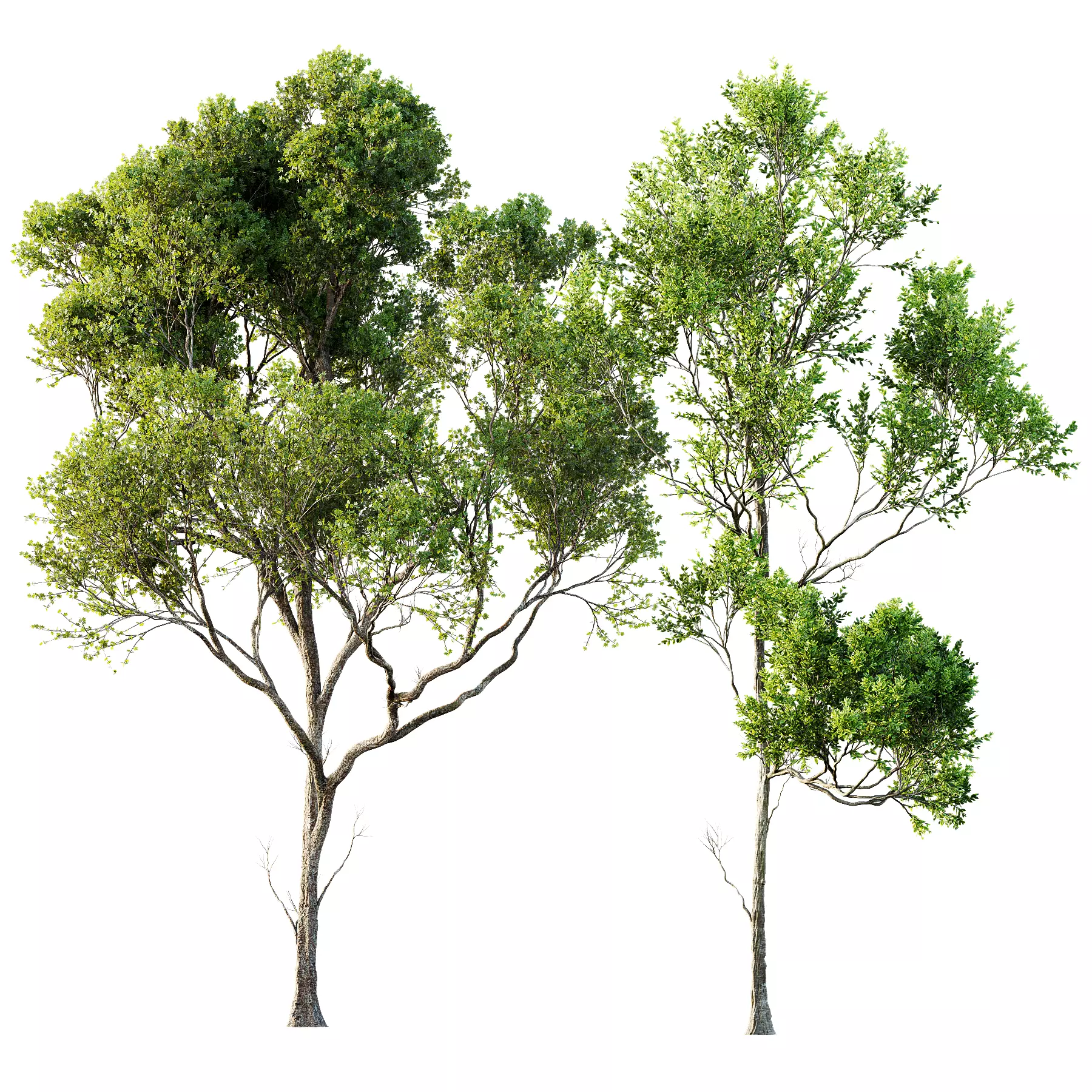 Acer Pseudoplatanus 3D model_0