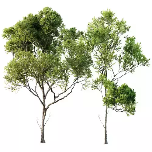 Acer Pseudoplatanus 3D model