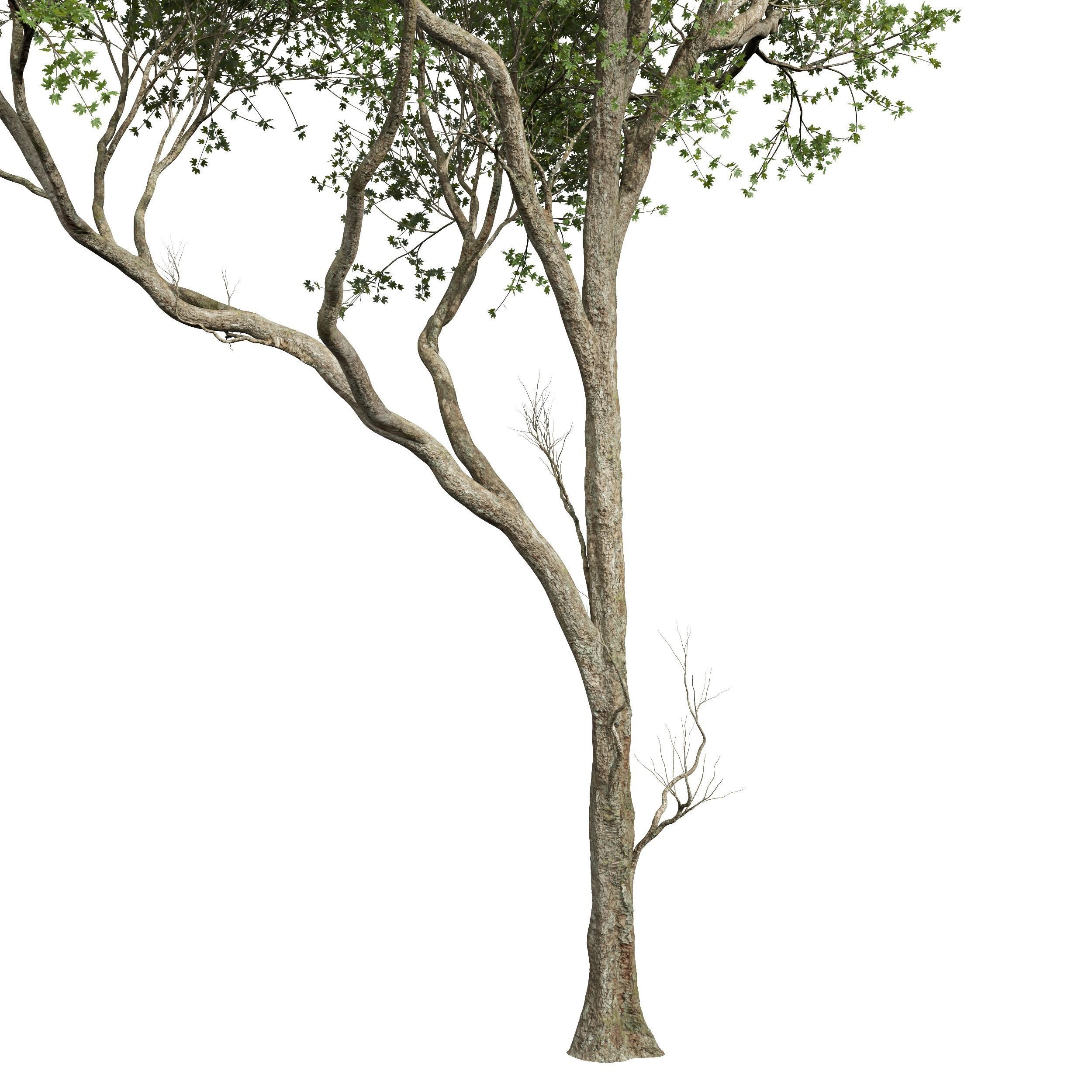 Acer Pseudoplatanus 3D model_1