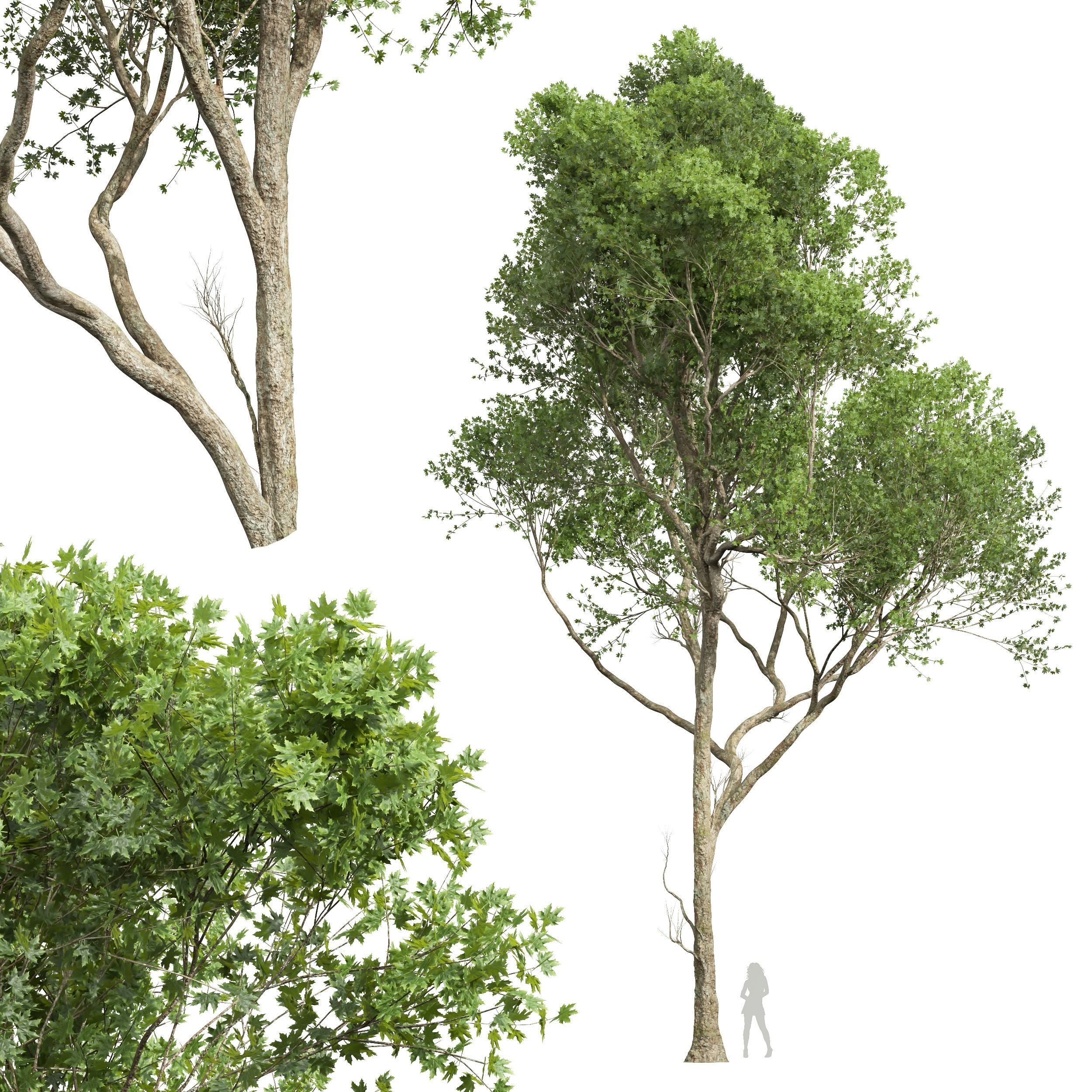 Acer Pseudoplatanus 3D model_3