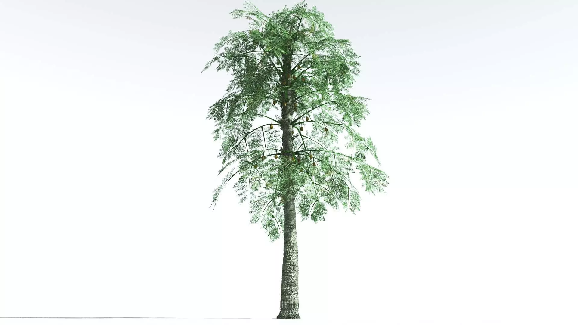 EVERYPlant Alethopteris Seed Fern 1 --12 Models-- 3D model
