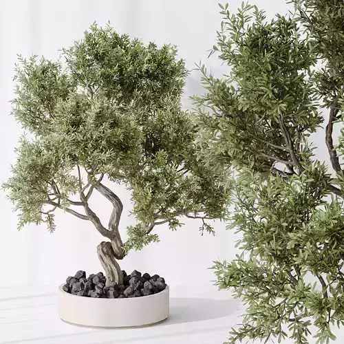 Indoor plant set 18 3D model