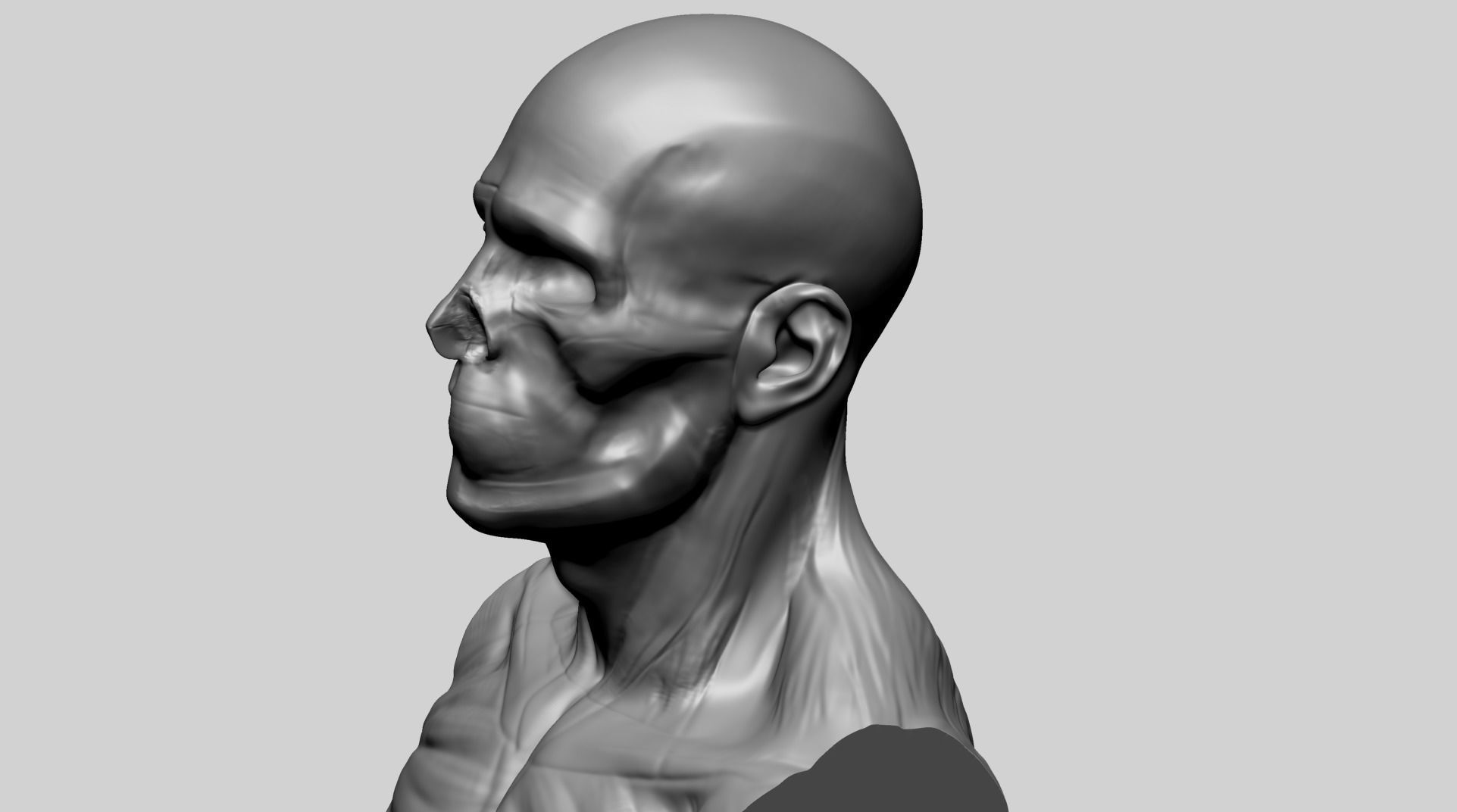 Male Head Anatomy A 3D model_2