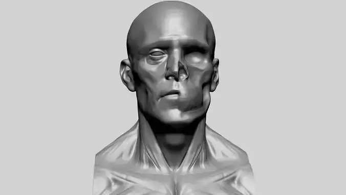Male Head Anatomy A 3D model
