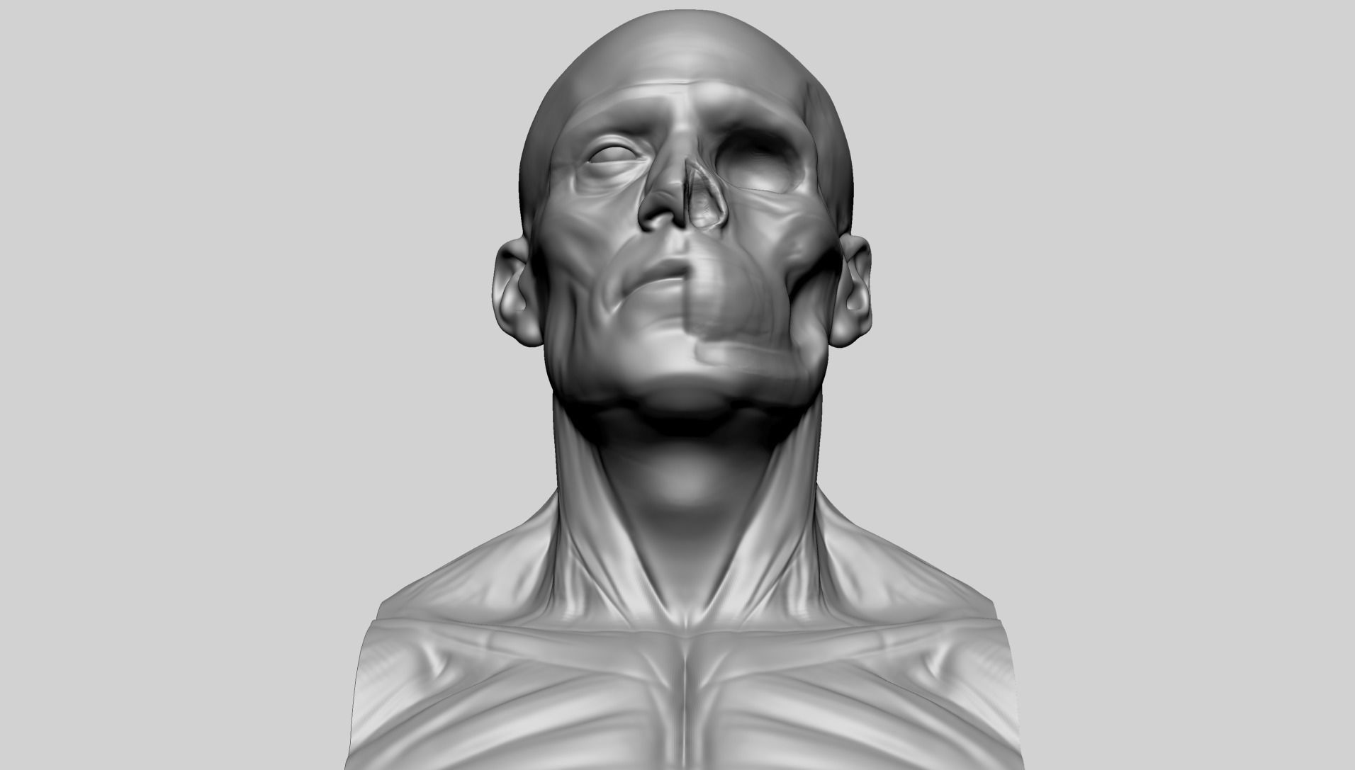 Male Head Anatomy A 3D model_7