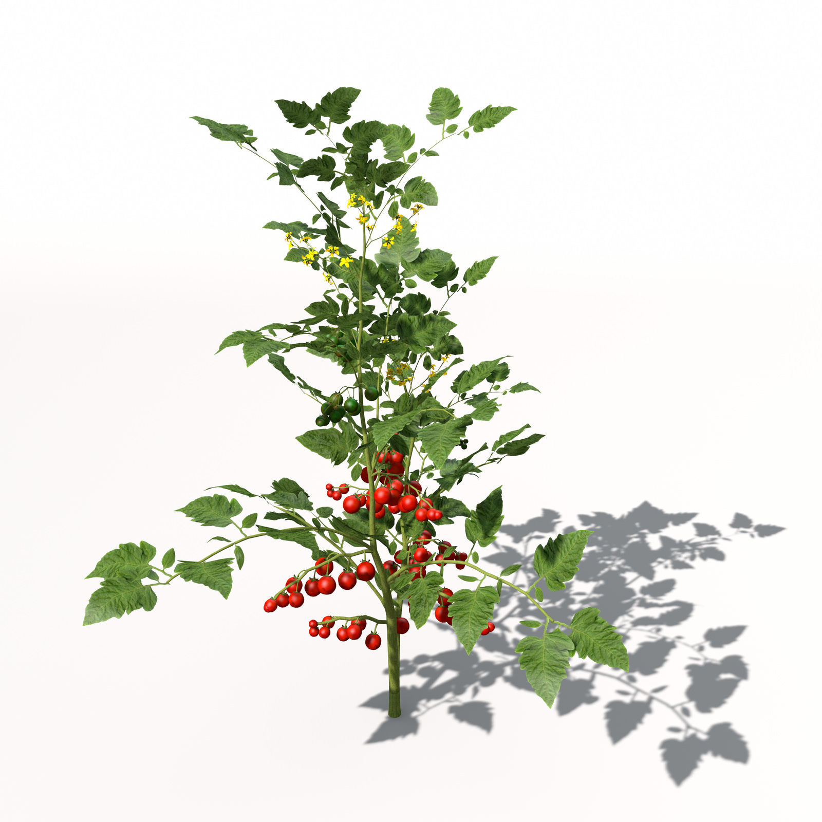 XfrogPlants Cherry Tomato 3D model_8