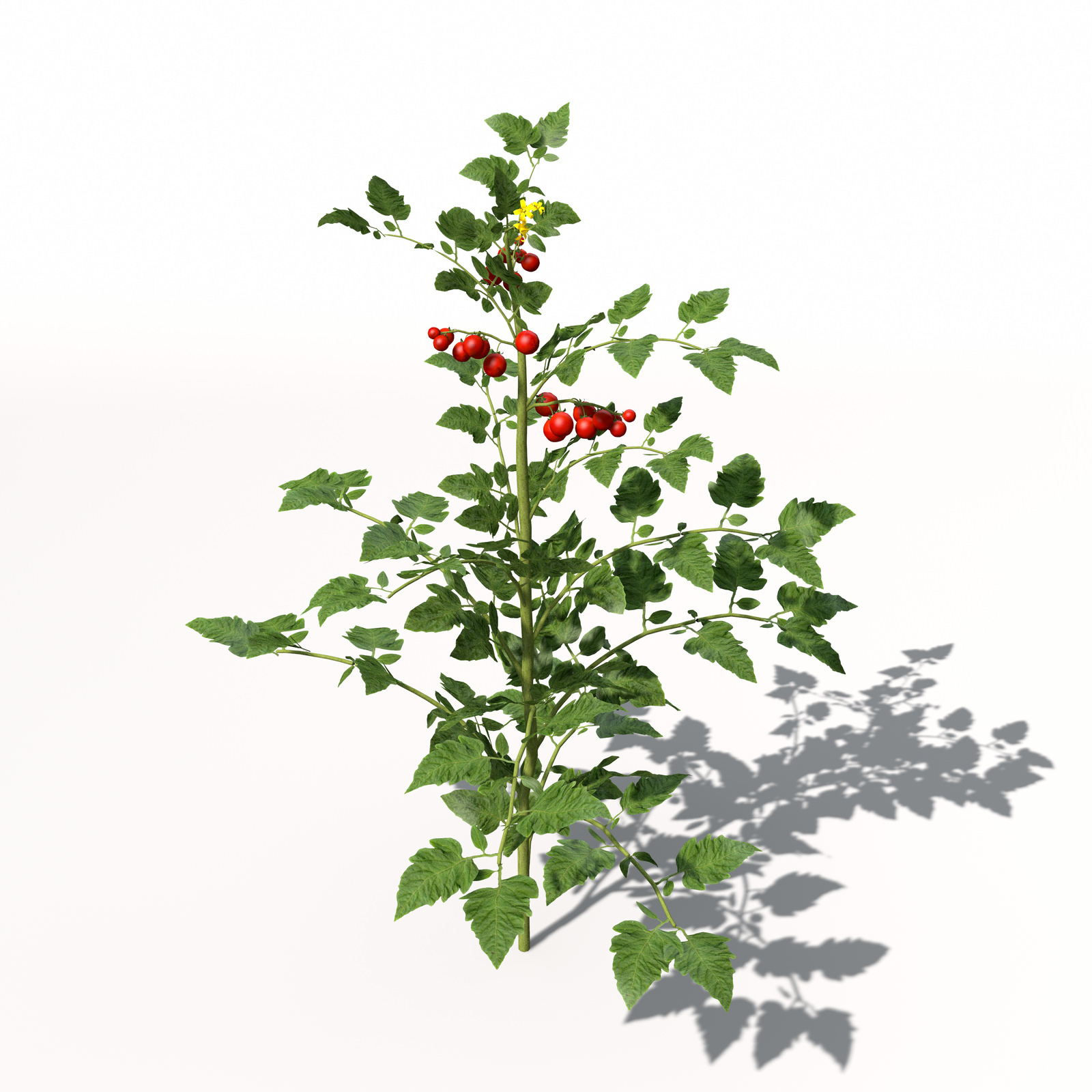 XfrogPlants Cherry Tomato 3D model_1