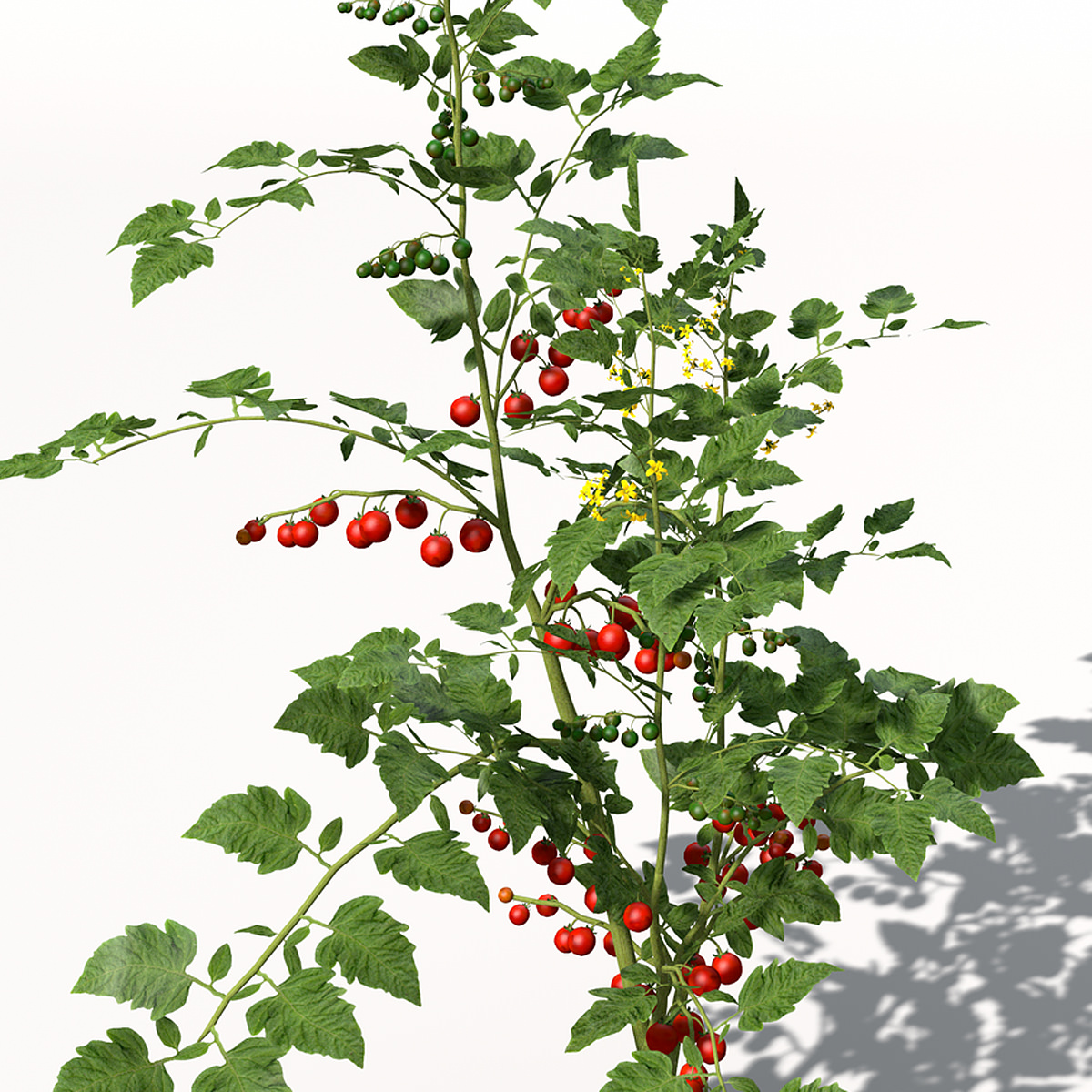 XfrogPlants Cherry Tomato 3D model_5