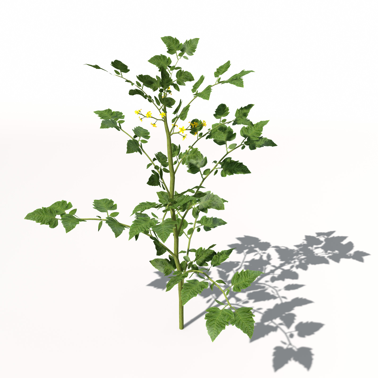 XfrogPlants Cherry Tomato 3D model_7