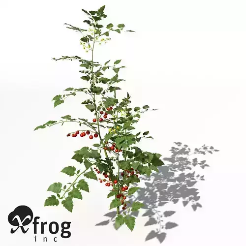 XfrogPlants Cherry Tomato