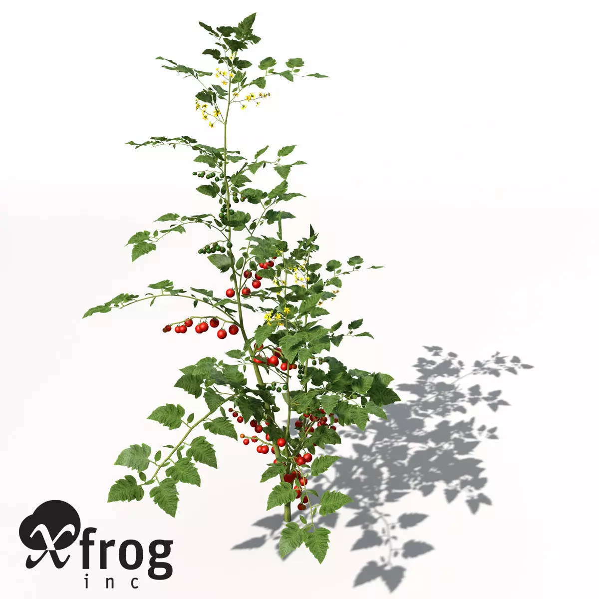 XfrogPlants Cherry Tomato 3D model_0