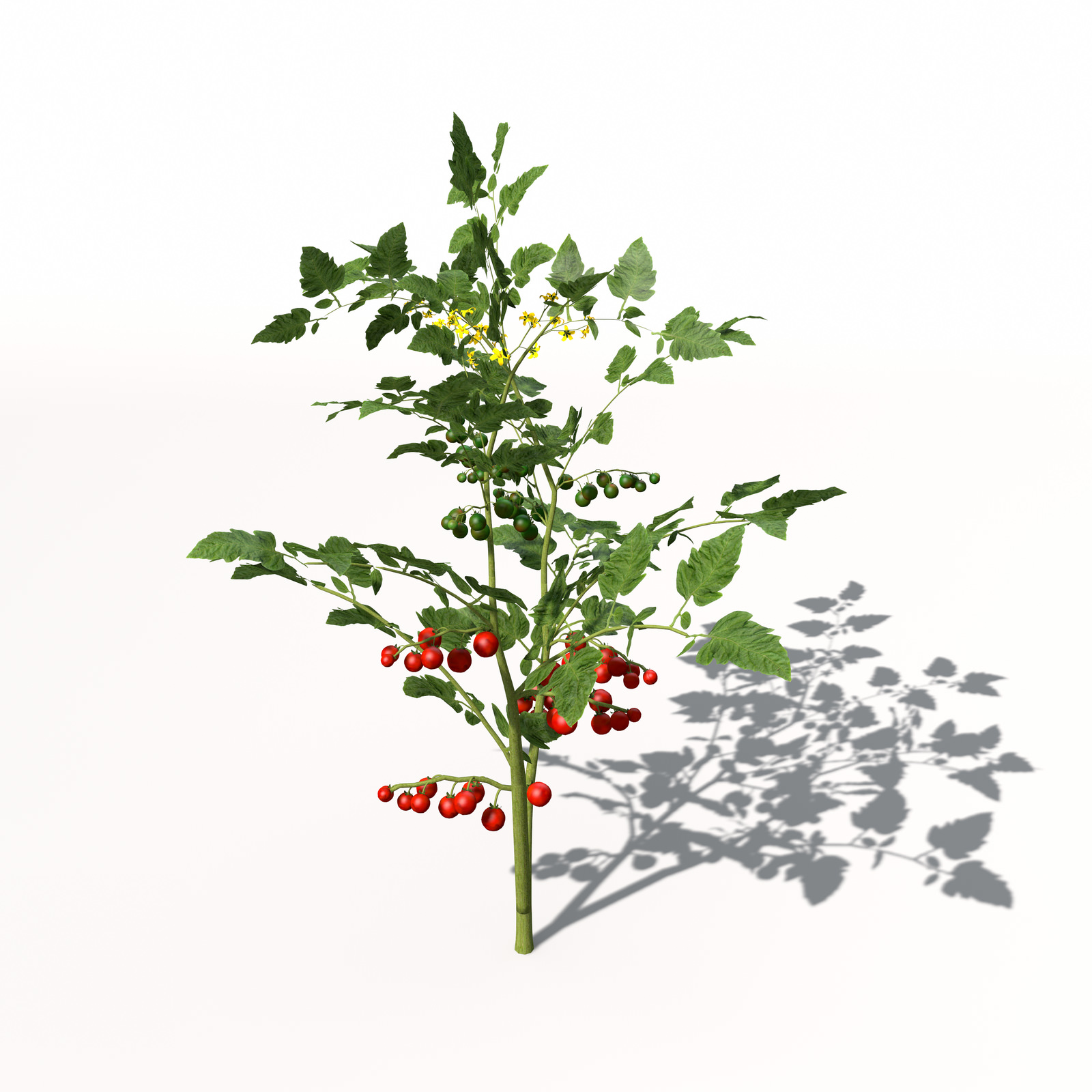 XfrogPlants Cherry Tomato 3D model_2