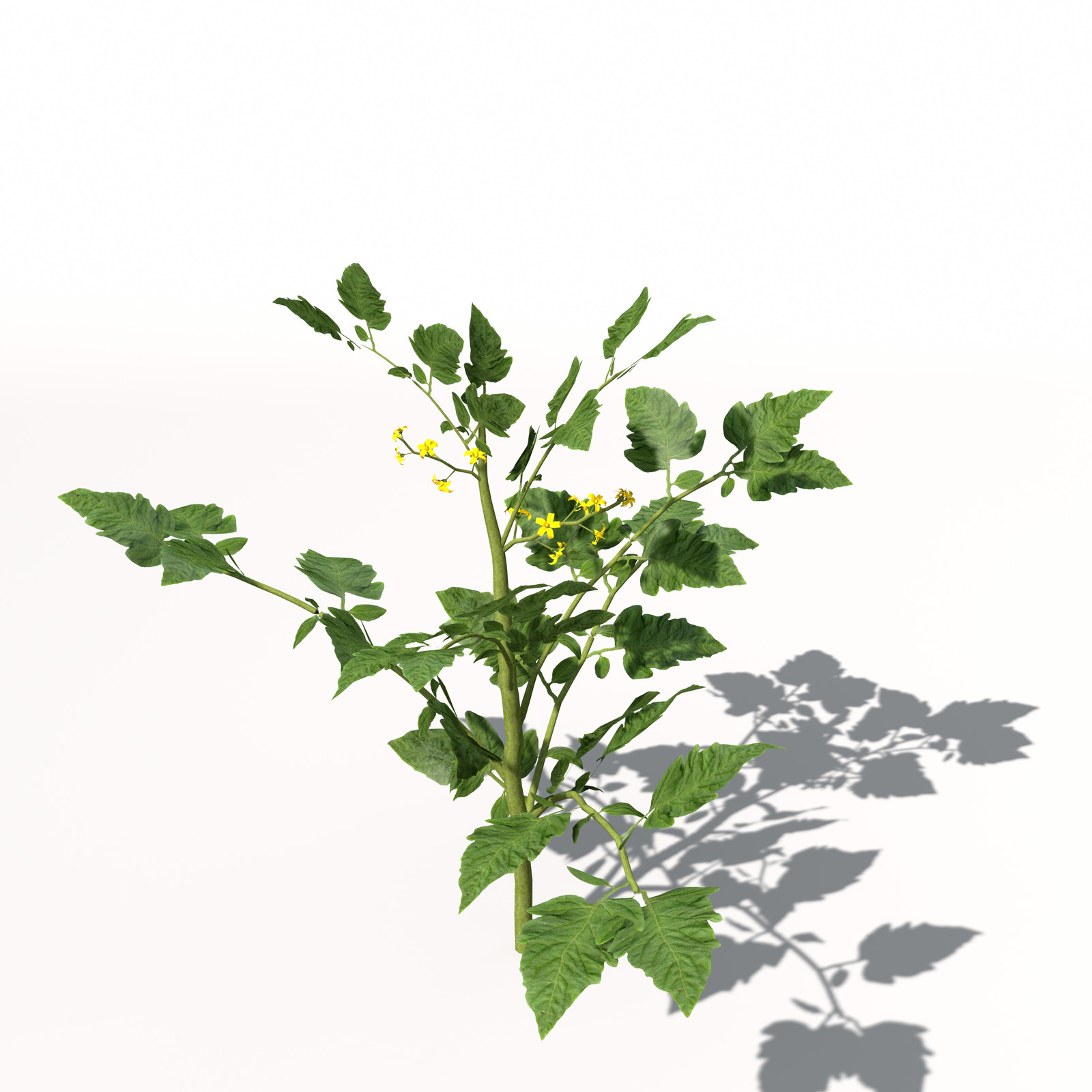 XfrogPlants Cherry Tomato 3D model_4
