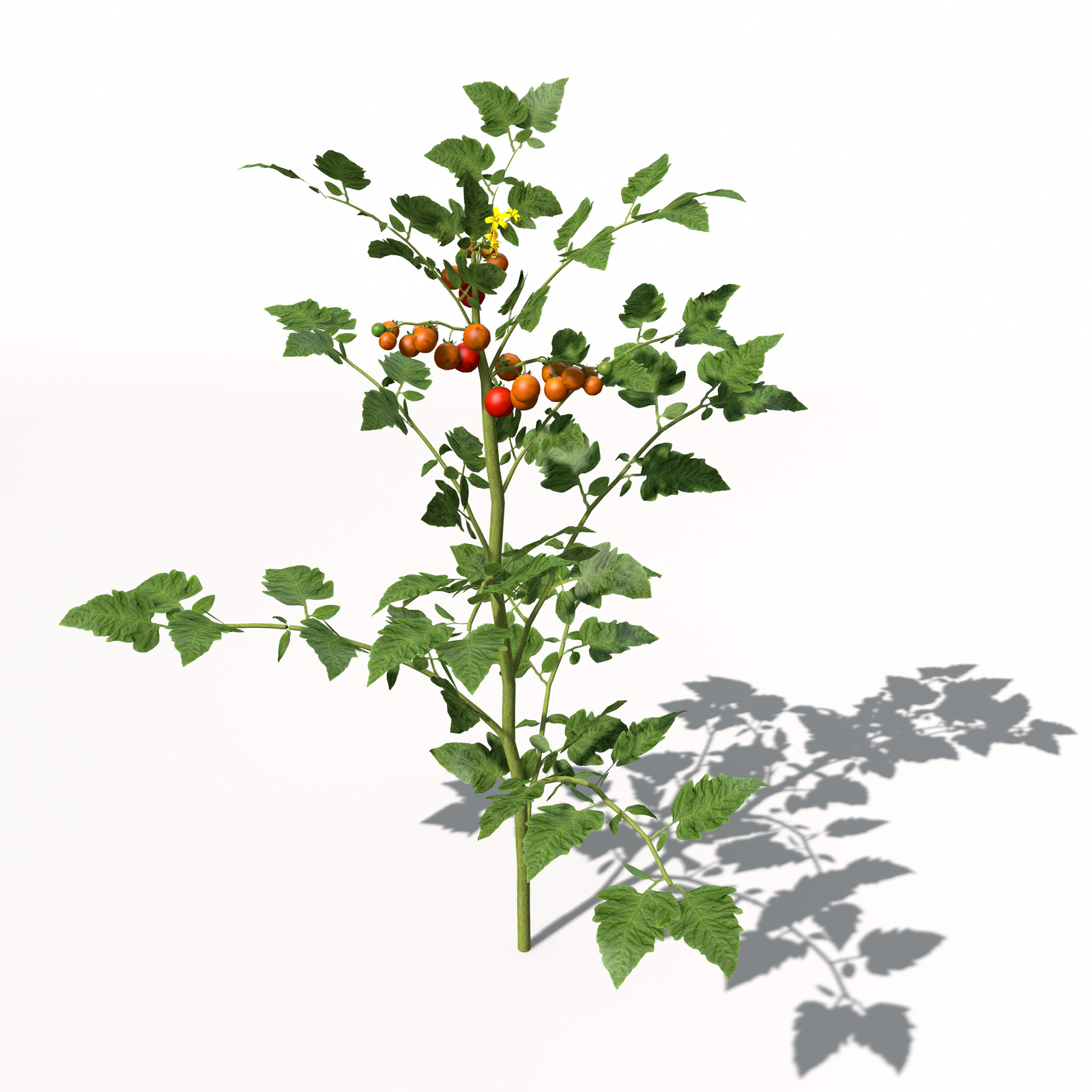 XfrogPlants Cherry Tomato 3D model_9
