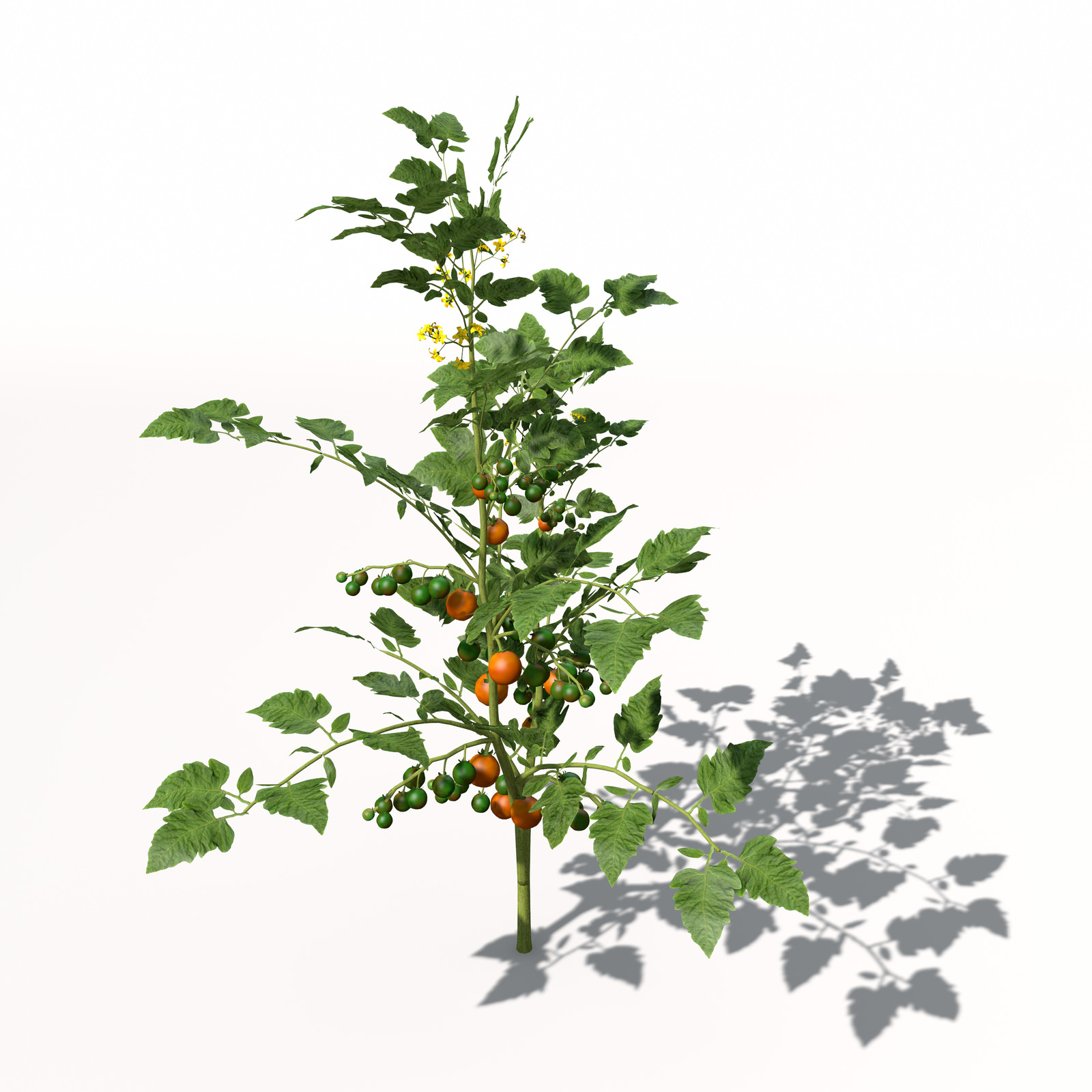 XfrogPlants Cherry Tomato 3D model_3