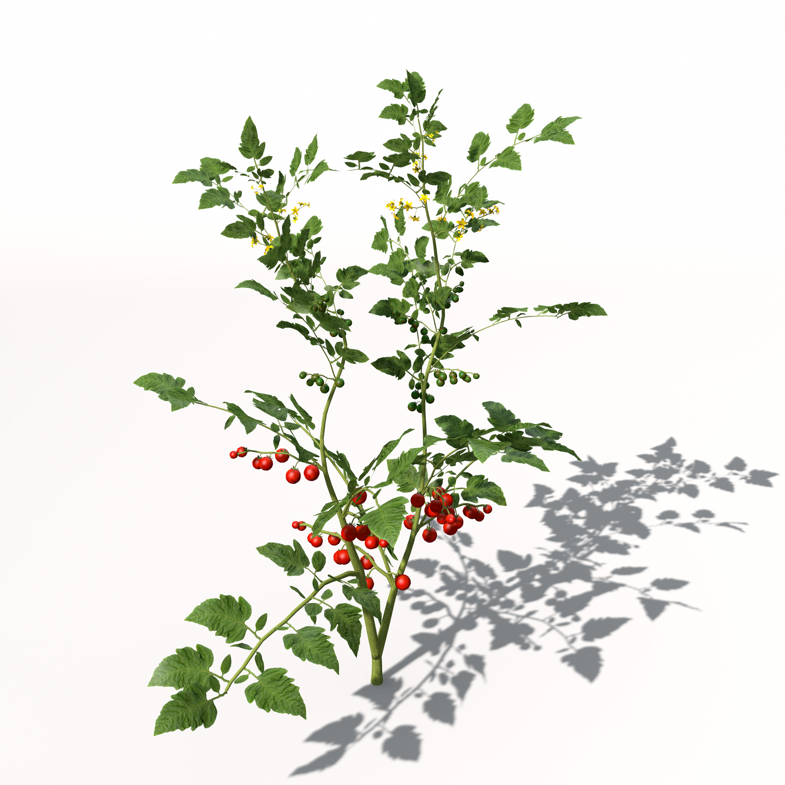 XfrogPlants Cherry Tomato 3D model_6