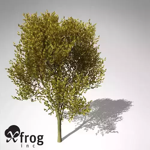 XfrogPlants Paloverde 3D model